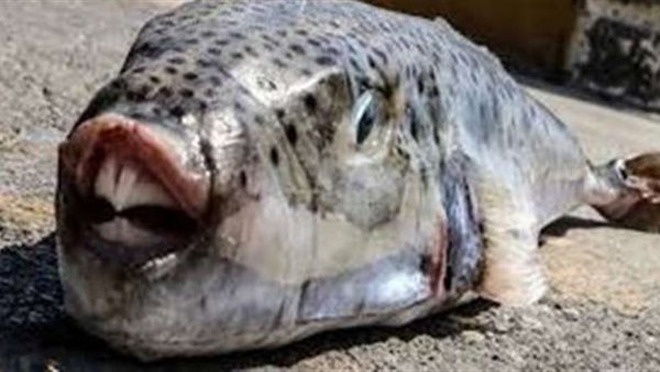 سمكة القراض السامة