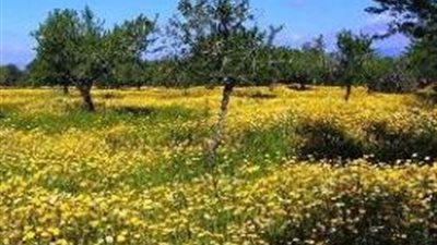 18 يومًا وينتهي الشتاء.. خطوات هامة لقضاء فصل الربيع