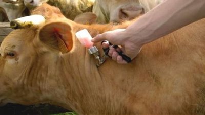 اللقاحات البيطرية: مصر تستورد 500 ألف جرعة من لقاح الحمى القلاعية سنويًا