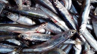 ارتفاع أسعار 