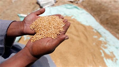 التموين تتعاقد على 360 ألف طن قمح روماني