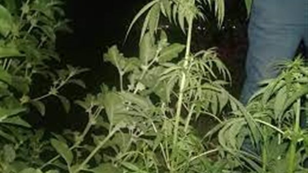 نبات البانجو