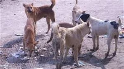 حملة مكبرة للقضاء على الكلاب الضالة بشوارع بورسعيد 