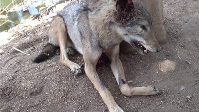 بعد شكاوى المواطنين.. رئاسة الغنايم بأسيوط تنفذ حملة للقضاء على الكلاب الضالة (صور)