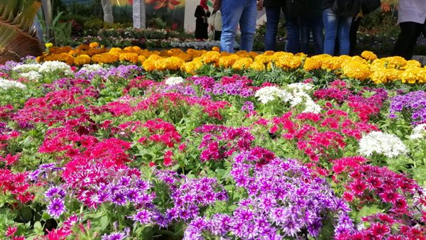 زهور الربيع