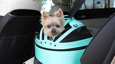 نصائح للحفاظ على الحيوانات الأليفة أثناء قضاء رحلة بالخارج