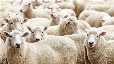 بسبب تفشي جدري الأغنام.. الصين تحظر استيراد الماعز من ولاية أمريكية