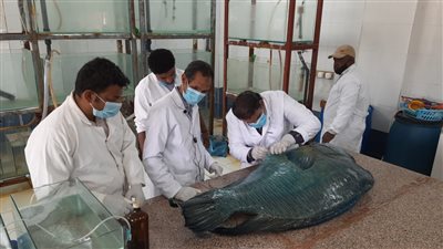 معهد علوم البحار يبدأ عملية تحنيط سمكة نابليون المهددة بالانقراض (صور)