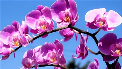 مع بدء معرض الزهور..ماهي أجمل النباتات على وجه الأرض؟