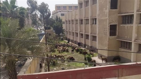 قطيع من الأغنام والماعز