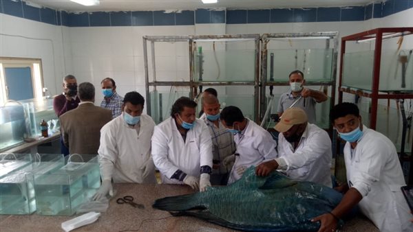 سمكة نابليون