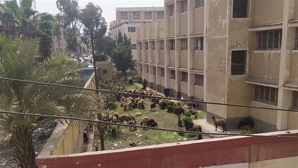 قطيع أغنام داخل المدرسة