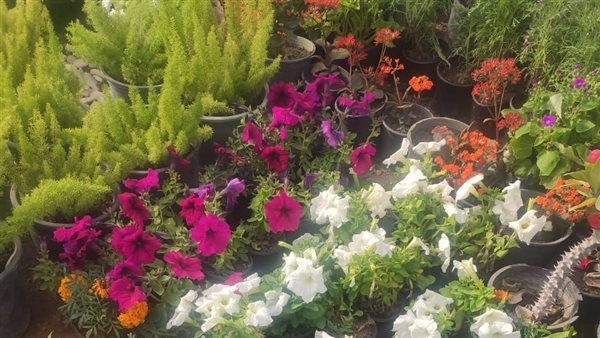 معرض الزهور في دورته