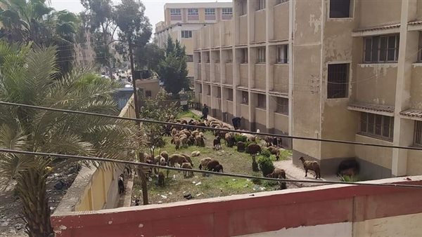 أغنام وماعز بفناء