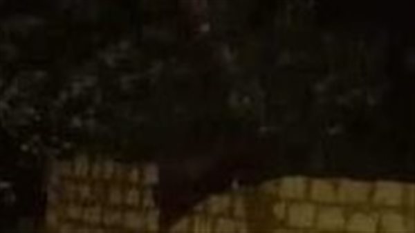 الطفل المقتول