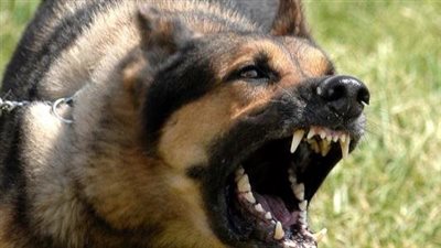 بعد موافقة لجان البرلمان.. تعرف على عقوبة استخدم الكلاب لإثارة الرعب بين الناس