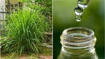 مزيل للسموم ومضاد للاكتئاب.. فوائد زيت السترونيلا