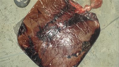 ضبط 99 طن مخللات و700 كيلو كبدة غير صالحة في حملة بأسيوط