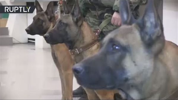 كلاب بوليسية-صورة