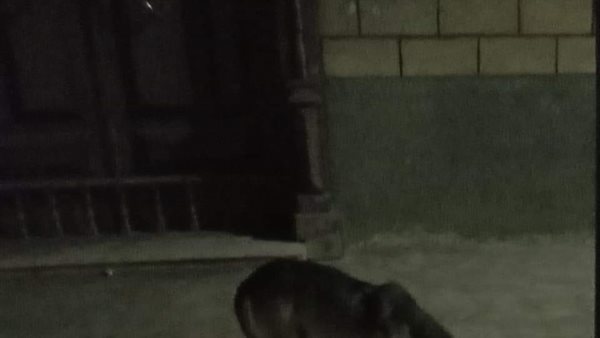 جانب من الحملة