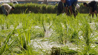 الأصناف المحسنة والمحاصيل الشرهة.. 7 إجراءات من الزراعة لترشيد استهلاك المياه