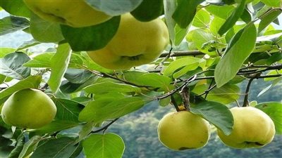 السفرجلية.. نبات دوره الأساسي فلترة الجو من أي ملوثات 