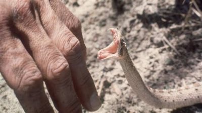 مصرع مزارع لدغه ثعبان في سوهاج أثناء عمل الإسعافات الأولية