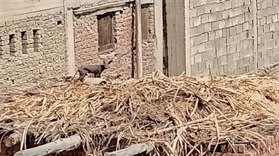 صور لحيوان غريب تثير الجدل على مواقع التواصل في المنوفية.. ومصدر: نحقق في القصة