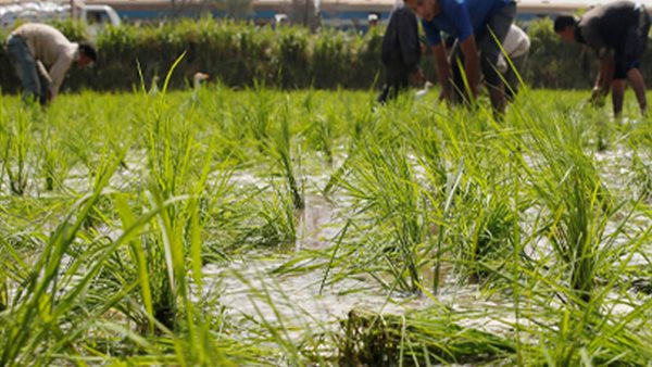 إجراءات من  الزراعة