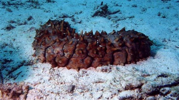 خير البحر - لبحر