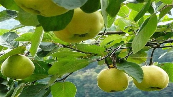 نبات السفرجلية ينقي