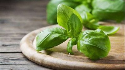 على الرغم من فوائده العديدة.. هل هناك أضرار للريحان؟
