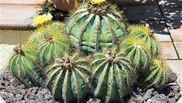  صبار باروديا