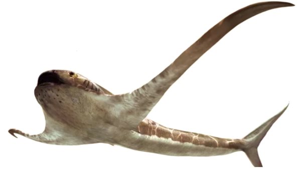 قرش  يشبه النسر