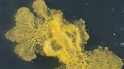 الجامعة اليابانية تستقبل وفدًا من 