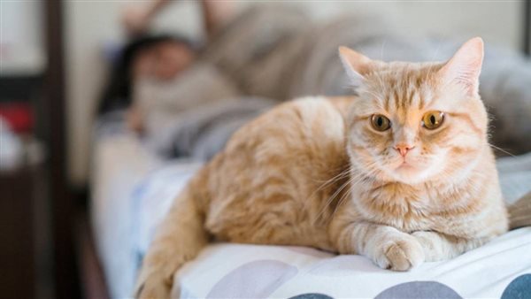 قط_ ارشيفية