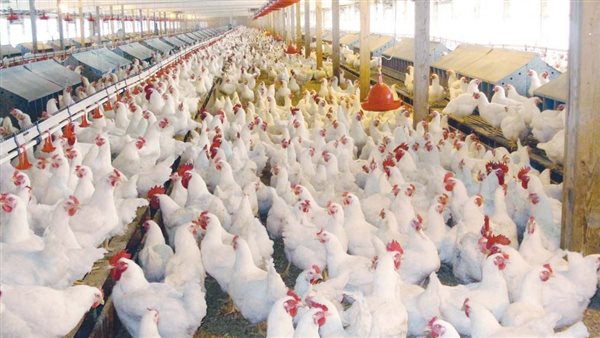 دواجن-صورة أرشيفية