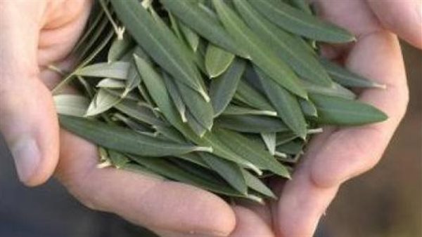 ورق الزيتون (أرشيفية)