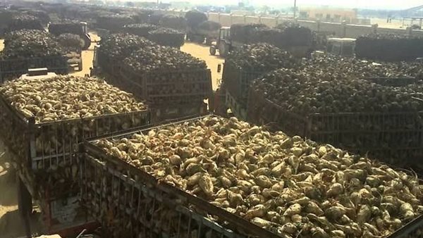 محصول البنجر - أرشيفية