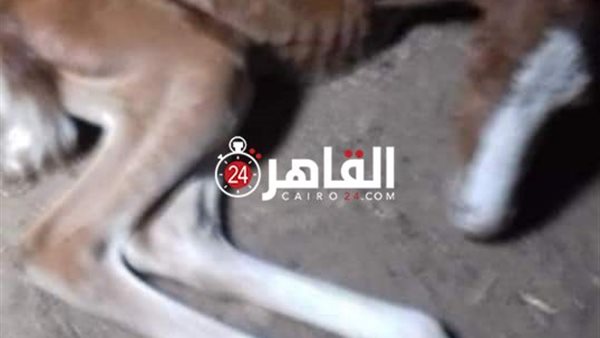 ولادة مهرة بدون قدمين