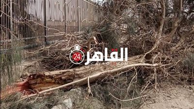 جمعية محبي الأشجار تستغيث بالرئيس السيسي بشأن القطع الجائر