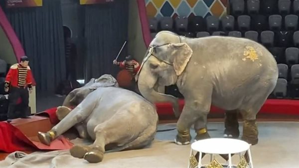 عراك بين فيلين في