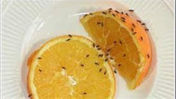 طرق التخلص من ذباب