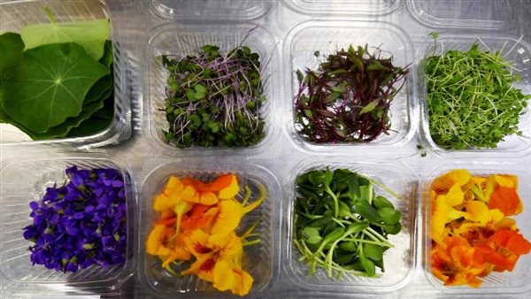 زهور صالحة للأكل