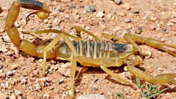 عقرب مفترسة