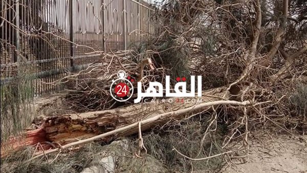 قطع الأشجار 