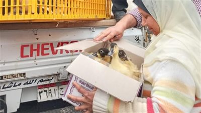 توزيع ألف بطة مسكوفي على 50 سيدة بقرية كفر بولين في البحيرة (صور)