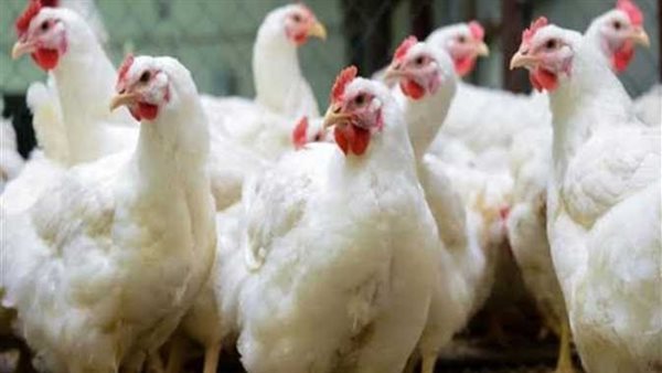 دواجن- أرشيفية