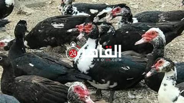 11 مزرعة أمهات بط