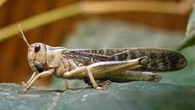 أسراب الجراد تجتاح الكويت والسلطات تحذر من أكله